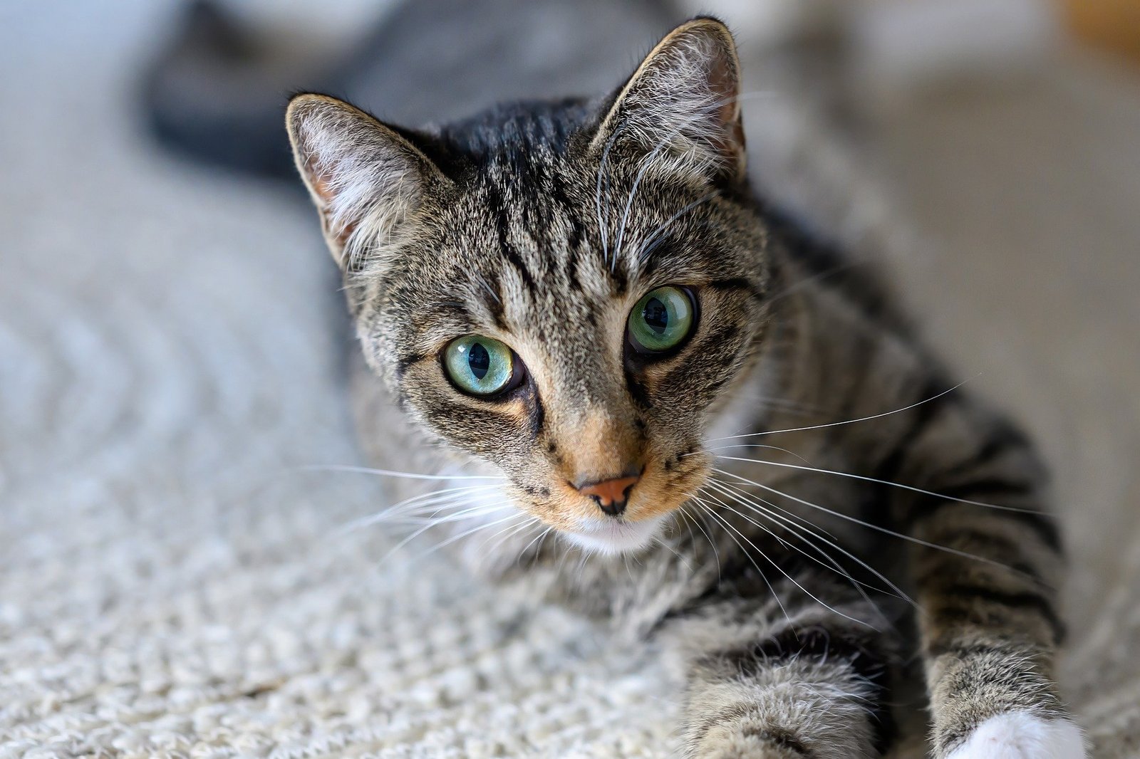 bernhardjaeck-cat-10082073_1920